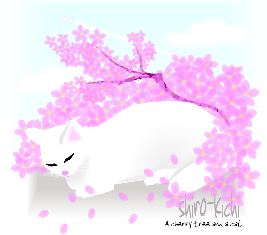 白猫と桜